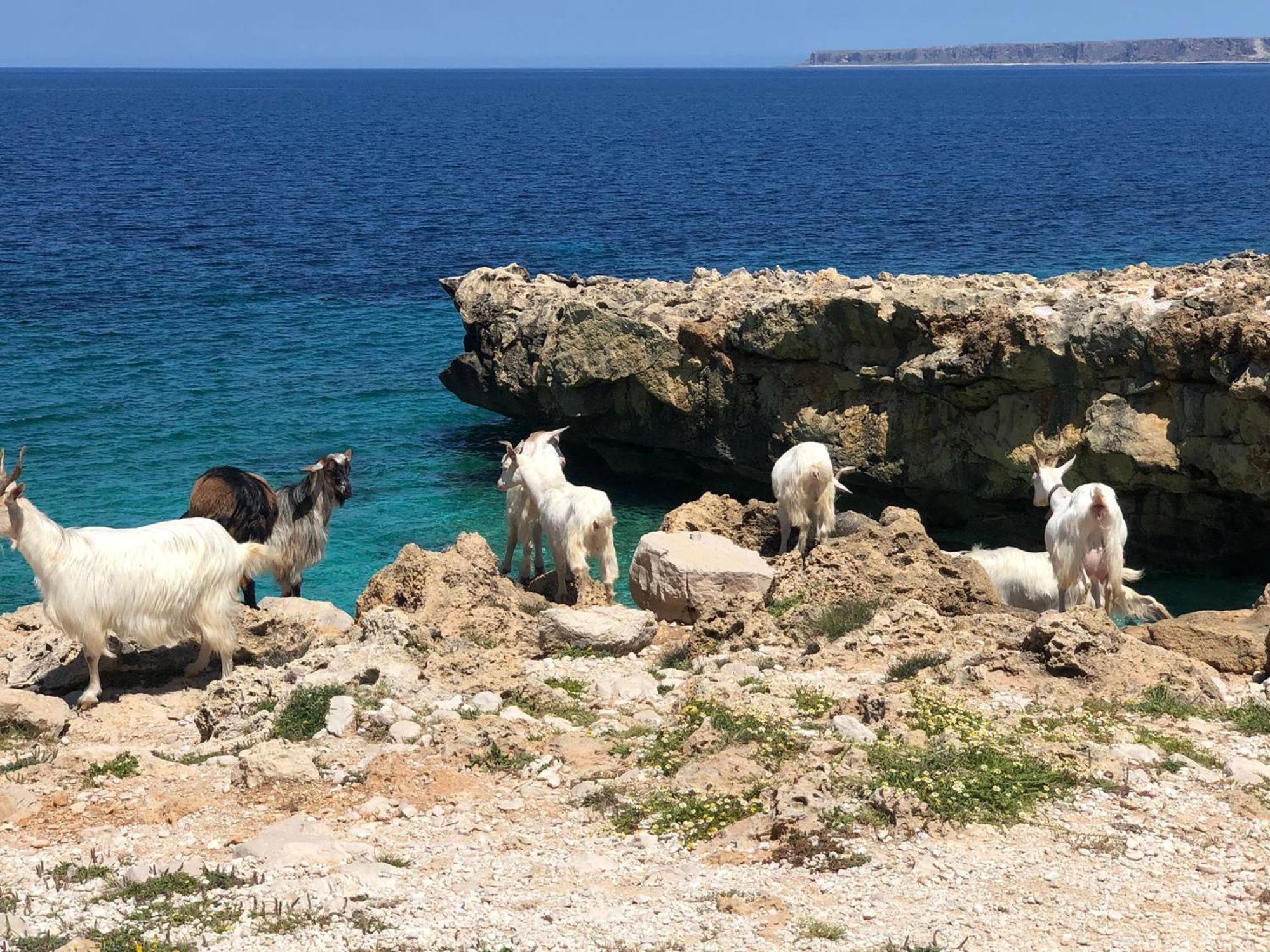 كوستوناتشي L'Oasi Una Pineta Sul Mare المظهر الخارجي الصورة